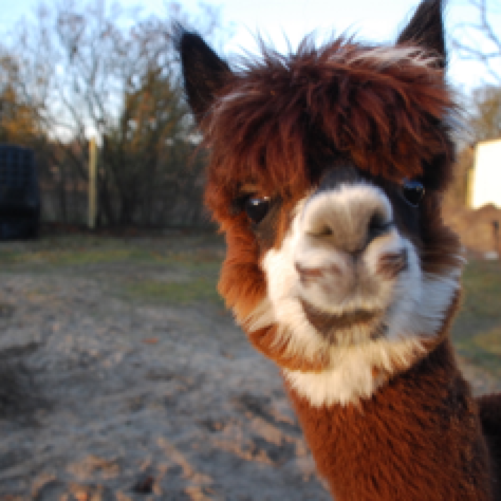 Przyjaciele Dobrej Woli - Ośrodek Psychoterapii Dzieci i Młodzieży KOPARKA